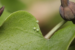 Zerynthia rumina rumina