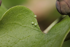 Zerynthia rumina rumina
