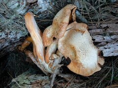 Paxillus cuprinus