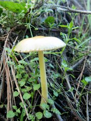 Bolbitius aleuriatus