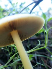 Bolbitius aleuriatus