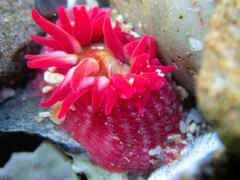 Cribrinopsis albopunctata