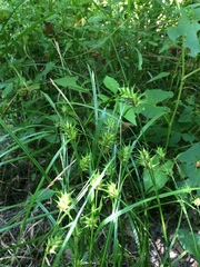Carex louisianica