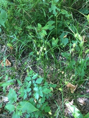 Carex louisianica