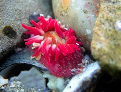 Cribrinopsis albopunctata