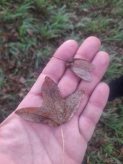 Acer monspessulanum