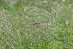 Zerynthia rumina rumina