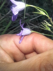 Campanula rapunculus