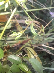 Campanula rapunculus