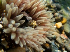 Urticina clandestina
