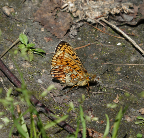 Boloria euphrosyne