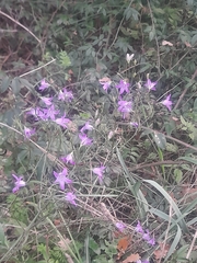 Campanula rapunculus