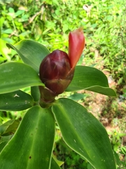 Costus spiralis
