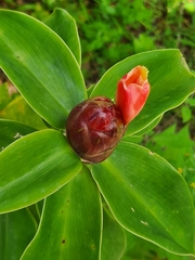 Costus spiralis