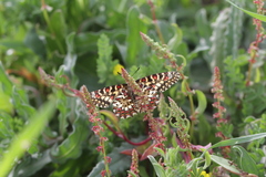 Zerynthia rumina rumina
