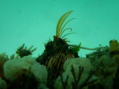 Megabalanus californicus