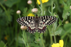 Zerynthia rumina rumina