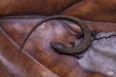 Echinosaura palmeri