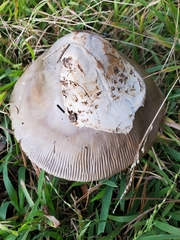 Amanita constricta