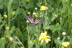 Zerynthia rumina rumina