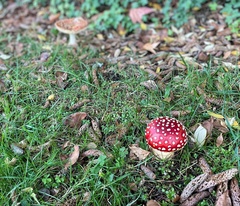 Amanita