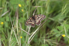 Zerynthia rumina rumina