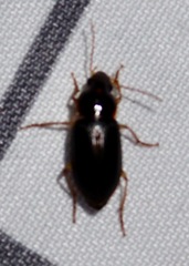 Notiobia