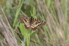 Zerynthia rumina rumina