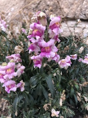 Antirrhinum