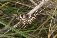 Zerynthia rumina rumina
