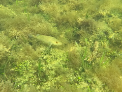 Lachnolaimus maximus