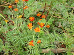 Tagetes patula