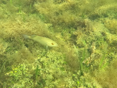 Lachnolaimus maximus