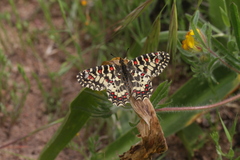 Zerynthia rumina rumina