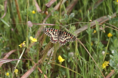 Zerynthia rumina rumina