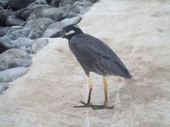Nyctanassa violacea pauper