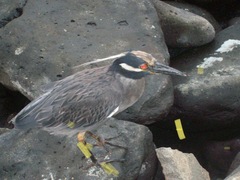 Nyctanassa violacea pauper
