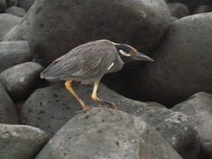 Nyctanassa violacea pauper