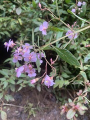 Heterocentron subtriplinervium