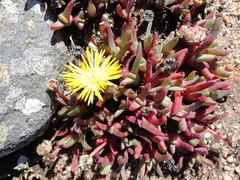 Cheiridopsis rostrata
