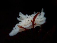 Aegires albopunctatus