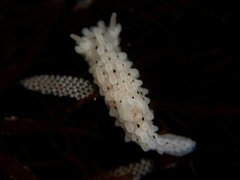 Aegires albopunctatus