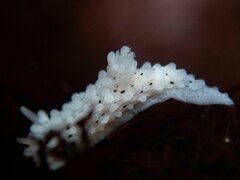 Aegires albopunctatus