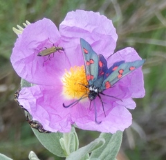 Zygaena lavandulae