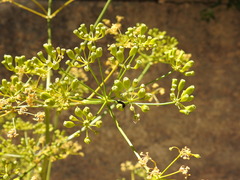 Opopanax chironium