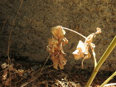 Opopanax chironium
