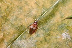 Amphiareus obscuriceps