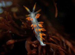 Coryphella trilineata