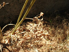 Opopanax chironium