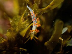 Coryphella trilineata